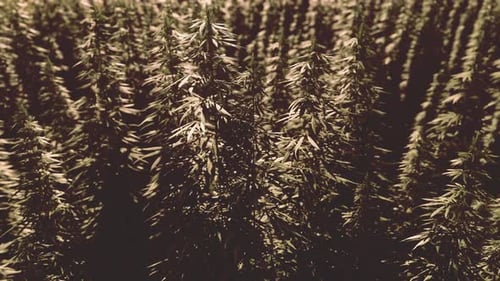 Green Canabis on Marihuana Field Farm