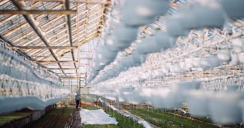 Landwirtschaft - Gärtner gießt Blumen im Gewächshaus.