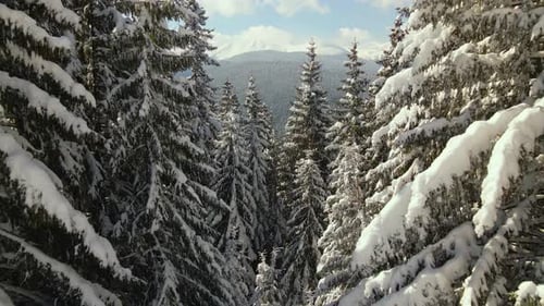 Tall pine trees covered with fresh fallen snow in winter mountain forest on cold bright day.