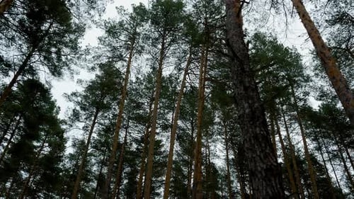 Blick über Nadelbaumstämme in einem Winterwald