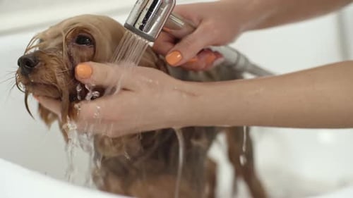 Yorkshire Terrier Dog Gets a Bath