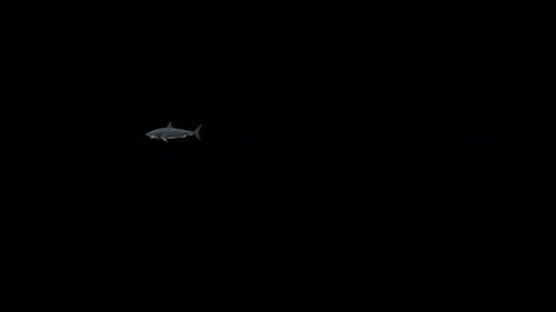 Realistic Animated Shark Swimming with Alpha Channel