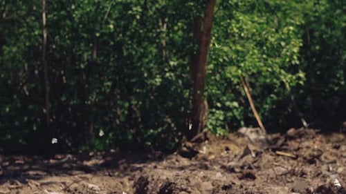A Lot of White Butterflies Fly Around a Large Puddle 3