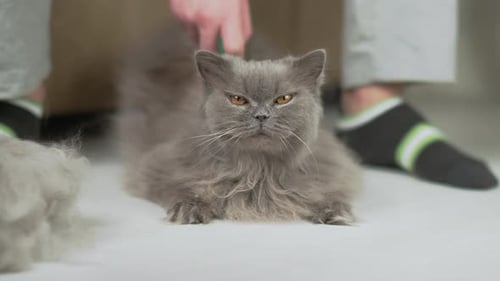 Fluffy Gray Cat Groomed with Green Brush Indoors