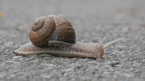 Snail is crossing the street