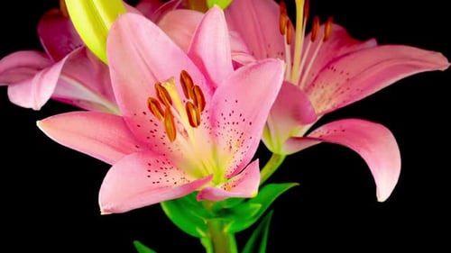 Blooming Pink Lily Flower Time Lapse on Black