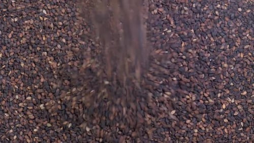 Sesame Seeds Falling