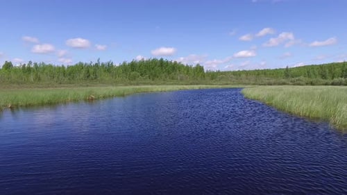 Lake surrounded by vegetation