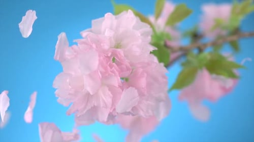 Cherry blossom, Slow Motion