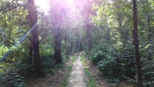 Sunny Forest