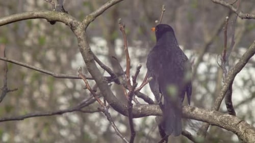 Mittelbreite Aufnahme einer Amsel, die auf einem Ast sitzt - ein kleines Spiegelbild der Sonne in ihrem Auge