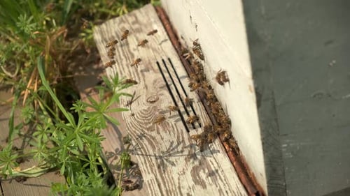 Bees Swarming Around Wooden Beehive Entrance