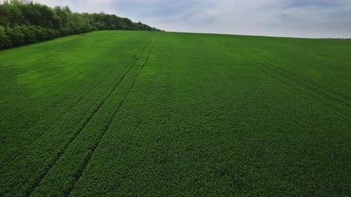 Fresh Field with Green Grass