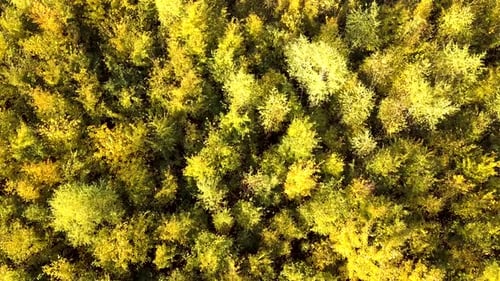Autumn forest with bright orange and yellow leaves. Dense woods in sunny fall weather.