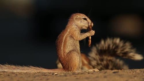 Small Ground Squirrel Feeding