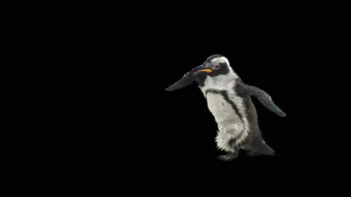 Cute Animated Baby Penguin Waddling Dance Animation