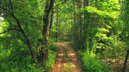 Voo Através Do Campo Caminho Da Estrada Passagem Pista Através Do Verde