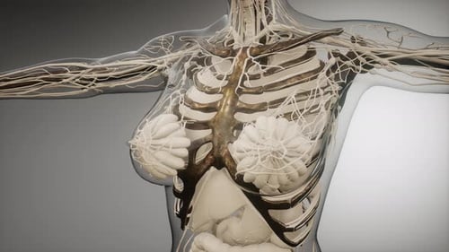 3D Medical Animation of Female Torso Anatomy Scan