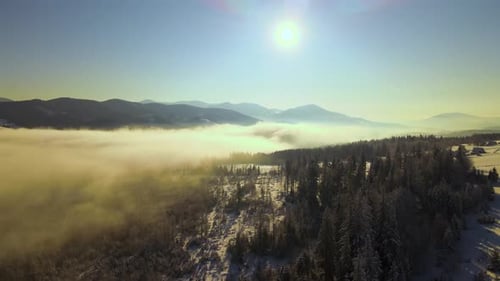 Amazing winter landscape with pine trees of snow covered forest in cold foggy mountains at sunrise.