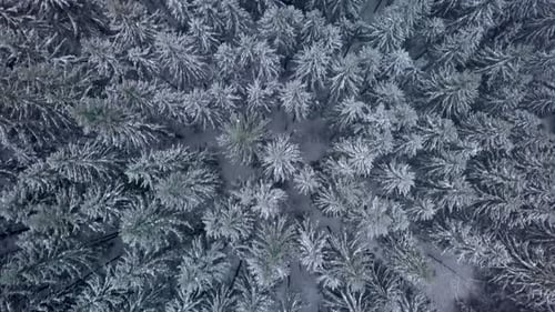 Aerial View Over Winter Forest
