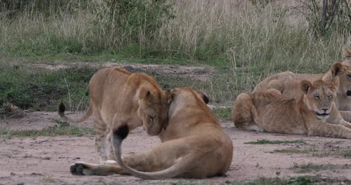 African Lion, panthera leo, Mother and Cub, tenderness, Nairobi Park in Kenya, Real Time 4K
