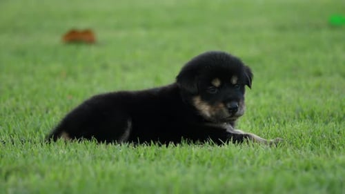 Cute Puppy baby dogs playing in the green park