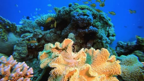 Coral Garden Lionfish