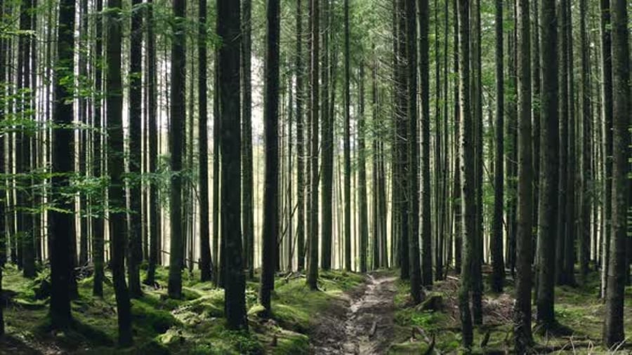 Cover for Forest Morning Sun Rays Light Jungle Green Grass Nature