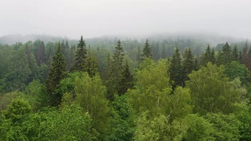 Evergreen conifer trees and deciduous trees in misty forest fog, 4K aerial view