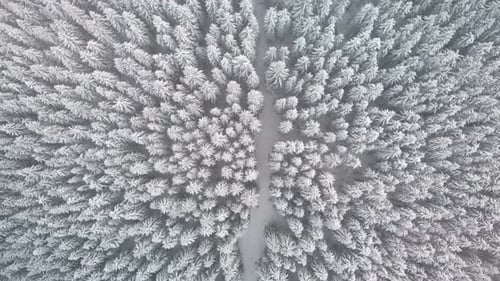Aerial Flying over Mountain Winter Pine Forest