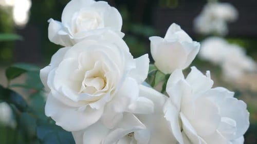 Weiße Rosen wachsen im Garten