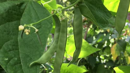 Fresh Green Beans Growing on the Vine