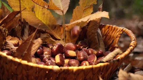 Herbstfutter für Kastanien
