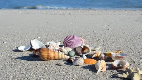 Cockleshells 61