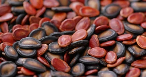 Black and red melon dry seed for lunar new year