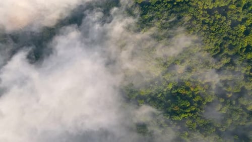 Morning Fabulous Fog That Covers the Mountains. Aerial Top View of Green Trees Covered with Thick