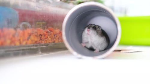 Little Dzungarian Hamster Sits in a Pipe As in a Hole and Cleans His Coat Close Up