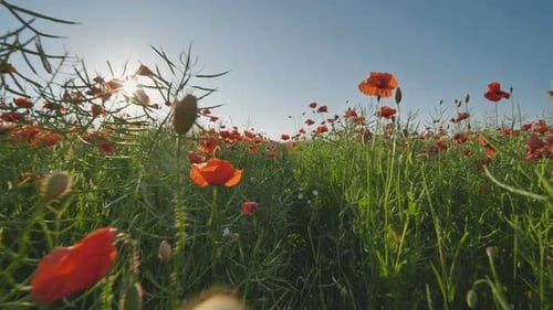 A Large Field of Red Poppy Flowers at Sunset