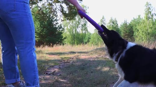 Big Trained Dog Gritting Its Teeth on a Toy and Pulling Back with Force