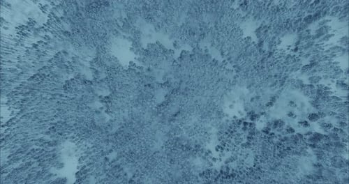 Aerial View Bird's Eye View of a Pine Winter Forest Tree Tops in the Snow