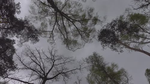 Looking Up Through Forest Tree Canopy View
