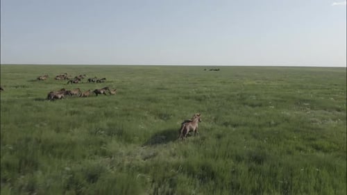 Chevaux sauvages qui courent des Mustangs sauvages sur la belle herbe verte