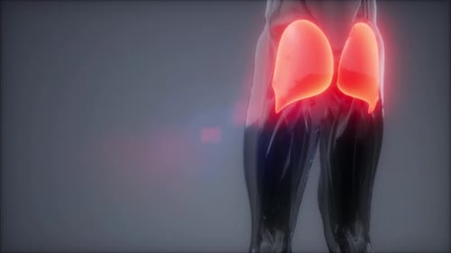 3D Human Gluteal Muscles Highlighted Medical Animation
