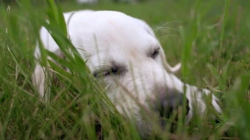 White Little Puppy Labrador Lies on Green Lawn in the Park