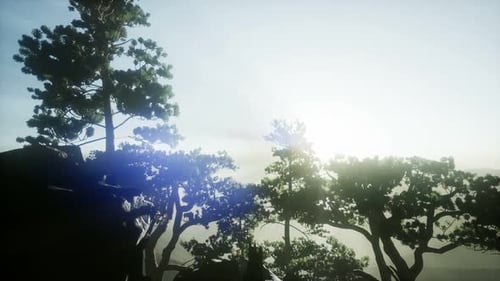 Sun Beams Through Trees