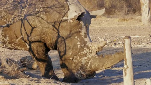 Ein weißes Nashorn, das sein Horn auf dem Baumstumpf des alten Holzes schärft, steht mit dem Nachmittag auf dem Boden