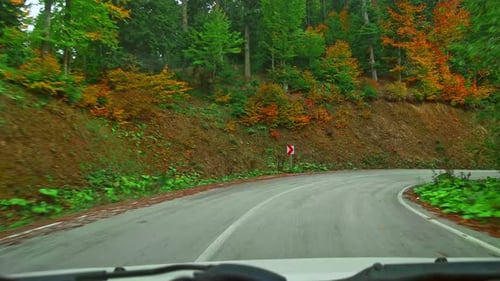 Drive a Car in the Forest - 4K
