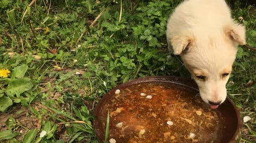 Escena exterior de un perrito blanco a cámara lenta, imágenes HD de 1920X1080: primer plano de un lindo cachorro mientras bebe