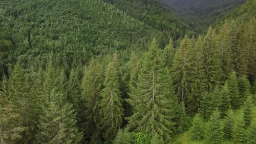 Texture of Green Fir Trees Aerial View