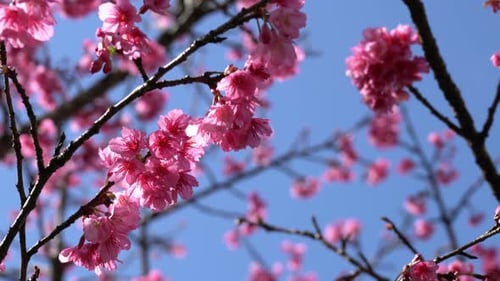 Blooming Pink Cherry Blossom Tree on Sunny Day